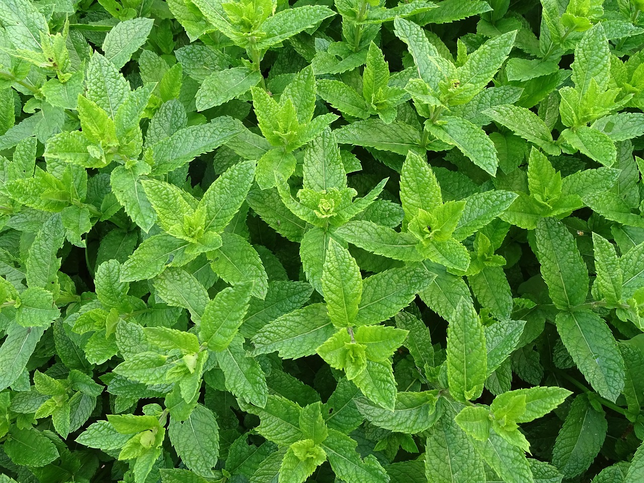moroccan-mint-2396530_1280