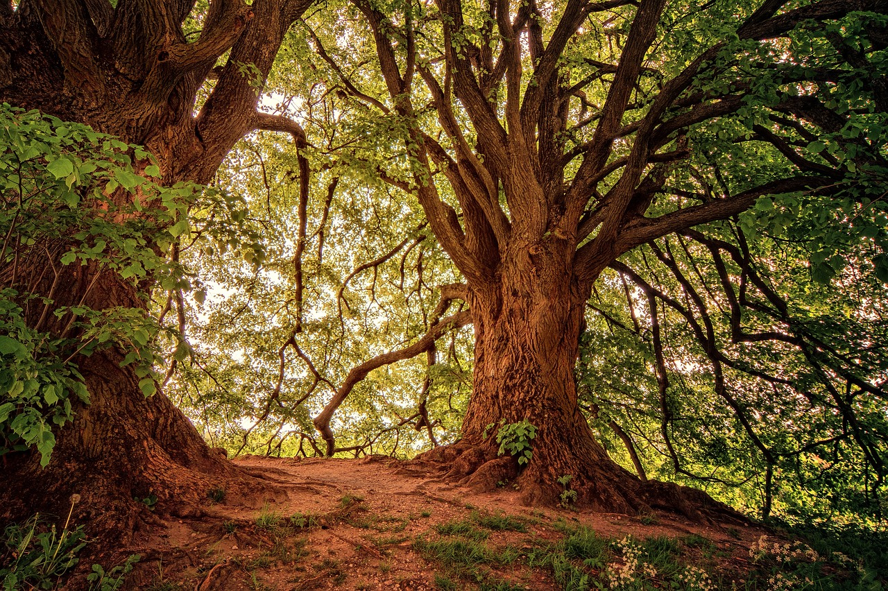 forest-3369950_1280(1)